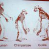 類人猿から見たヒトの衣食住by岩田有史さん　＠概論　１月２４日