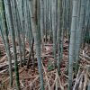 テキサス大学学生たちの竹林セミナー　３    自然とは？　　　　6月20日　27日